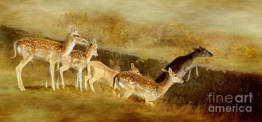Deer Photograph - Fallow Deer Running by Linsey Williams