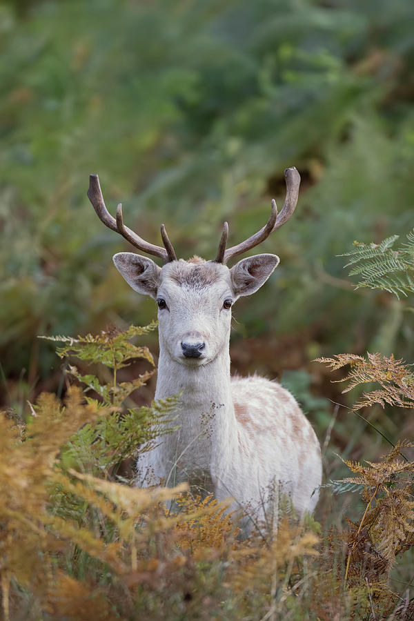 Fallow Deer Stag Photograph by Pete Walkden