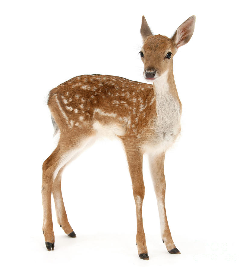 Fallow Deer standing Photograph by Warren Photographic