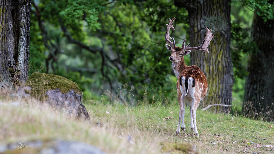 Fallow deer Photograph by Torbjorn Swenelius