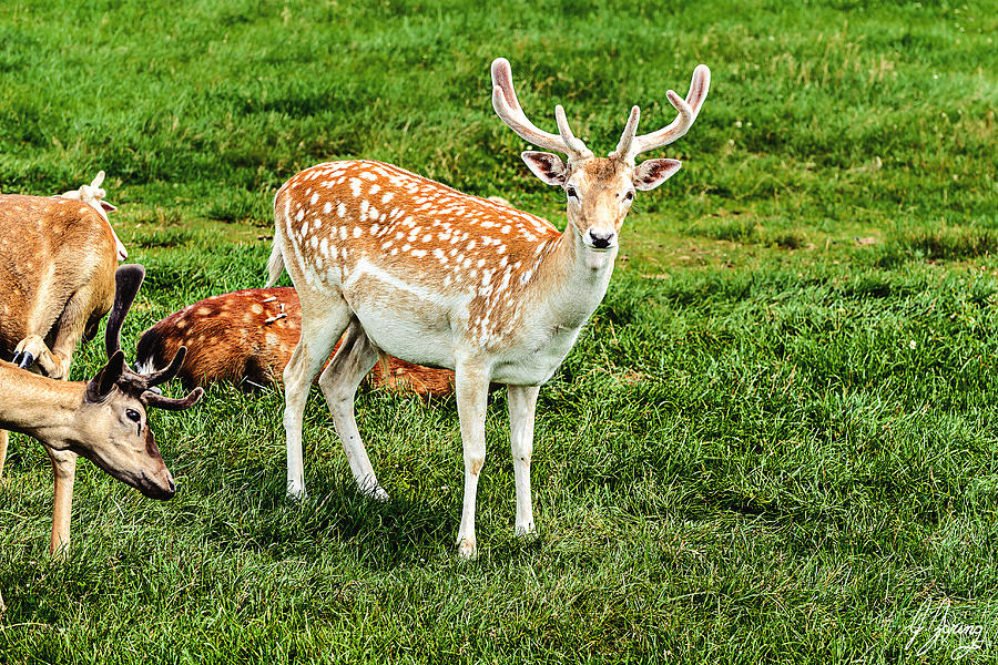 Fallow Deer White Mix Photograph by Joshua Zaring - Fine Art America