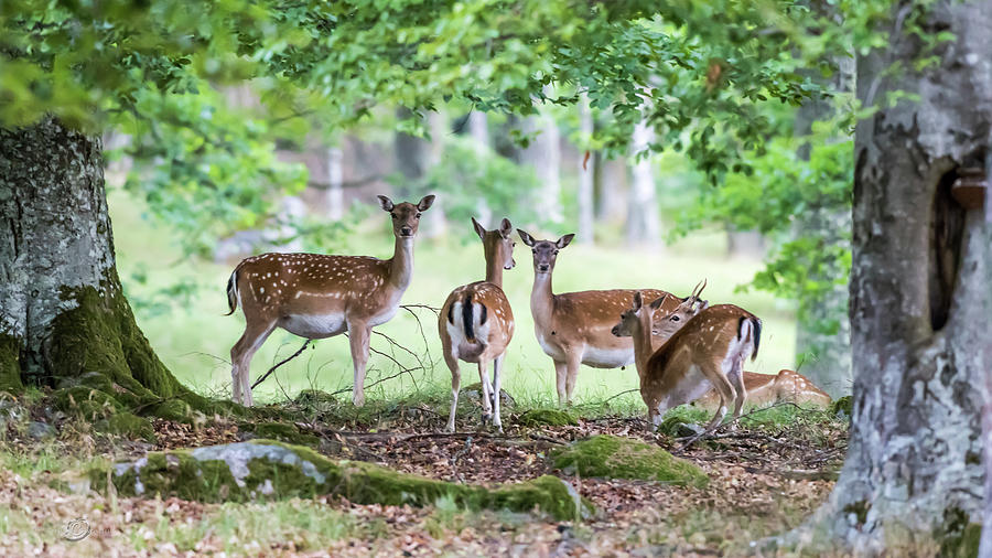 Fallow deers Photograph by Torbjorn Swenelius
