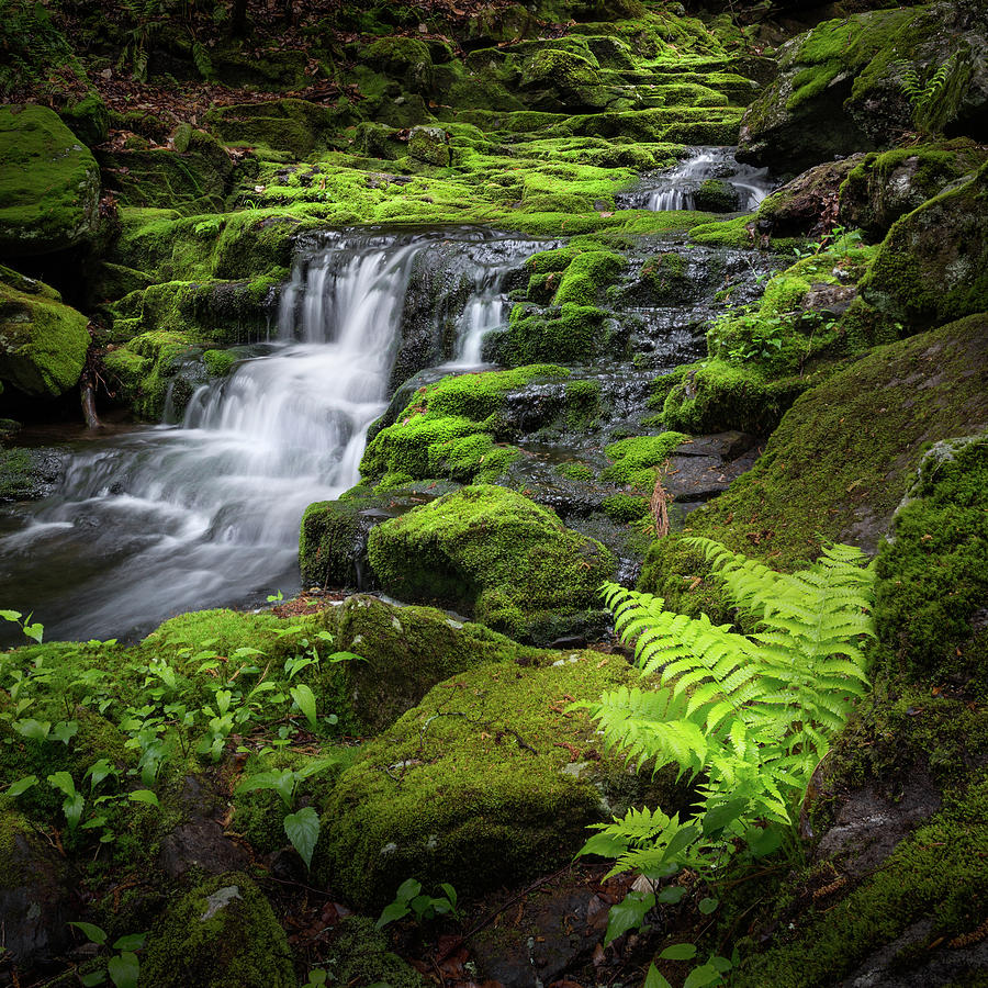 Waterfall Photograph - Falls Brook 2016 by Bill Wakeley