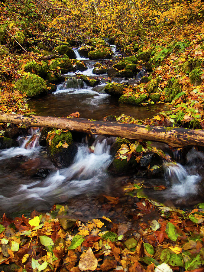 Fall's Carpet Photograph by Steven Clark | Fine Art America