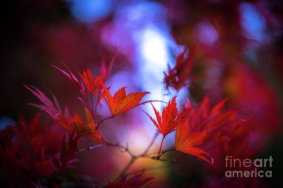 Fall Photograph - Falls Fiery Cataclysm by Mike Reid