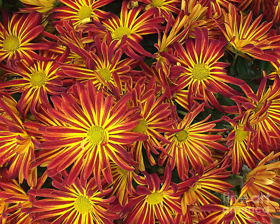Fall's Orange and Gold by Frank Merrem Fall's Orange and Gold by Frank Merrem