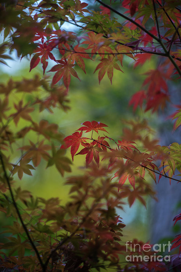 Falls Red Maples Focus Photograph by Mike Reid