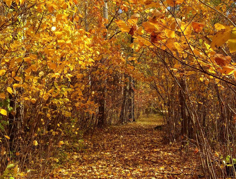 Fall's Secret Place by Sharilee Swaity Fall's Secret Place by Sharilee Swaity