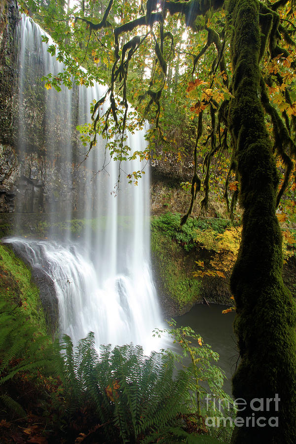 Silver Falls State Park Photograph - Falls Though The Trees by Adam Jewell