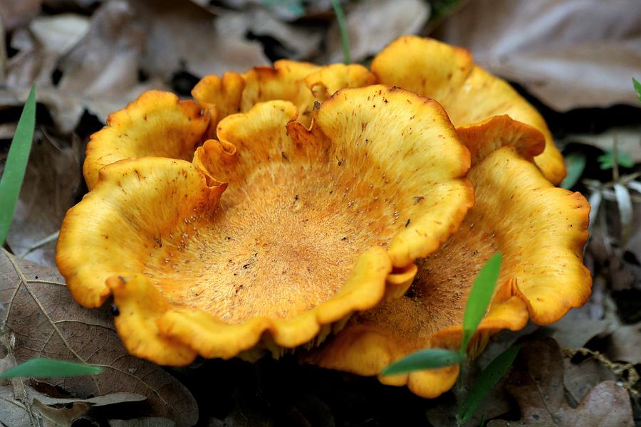 False Chanterelle Mushrooms Photograph by Sheila Brown