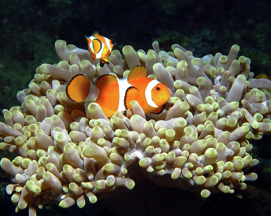 Clownfish in Anemone, Indonesia 1 Photograph by Pauline Walsh Jacobson