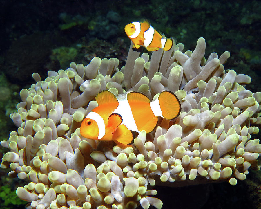 Clownfish in Anemone, Indonesia 2 Photograph by Pauline Walsh Jacobson