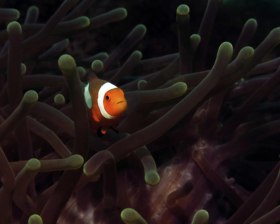 Clownfish in Anemone, Indonesia 3 Photograph by Pauline Walsh Jacobson