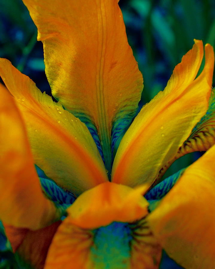 False Color Iris 1 Photograph by Karen Musick