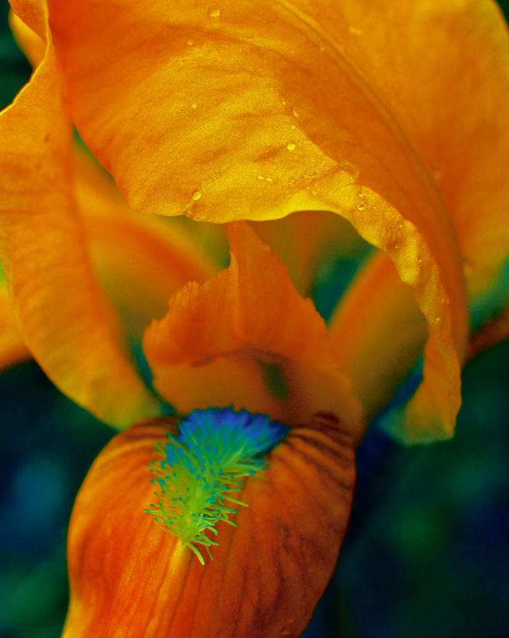 False Color Iris 3 Photograph by Karen Musick