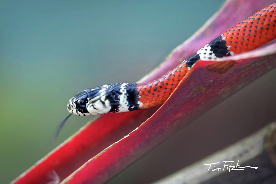 False Coral Snake Photograph by Tim Fitzharris