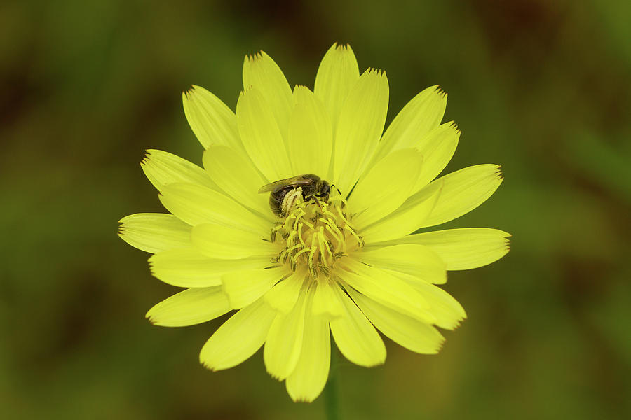 False Dandelion and Pollinator Photograph by Paul Rebmann False Dandelion and Pollinator Photograph by Paul Rebmann