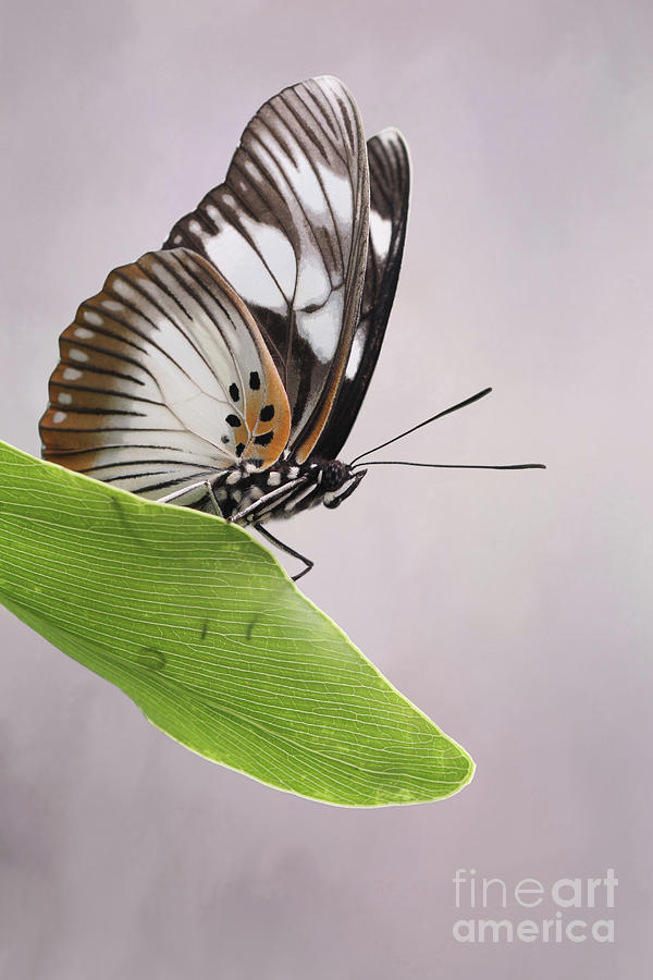 False Diadem Butterfly #2 V2 by Judy Whitton False Diadem Butterfly #2 V2 by Judy Whitton