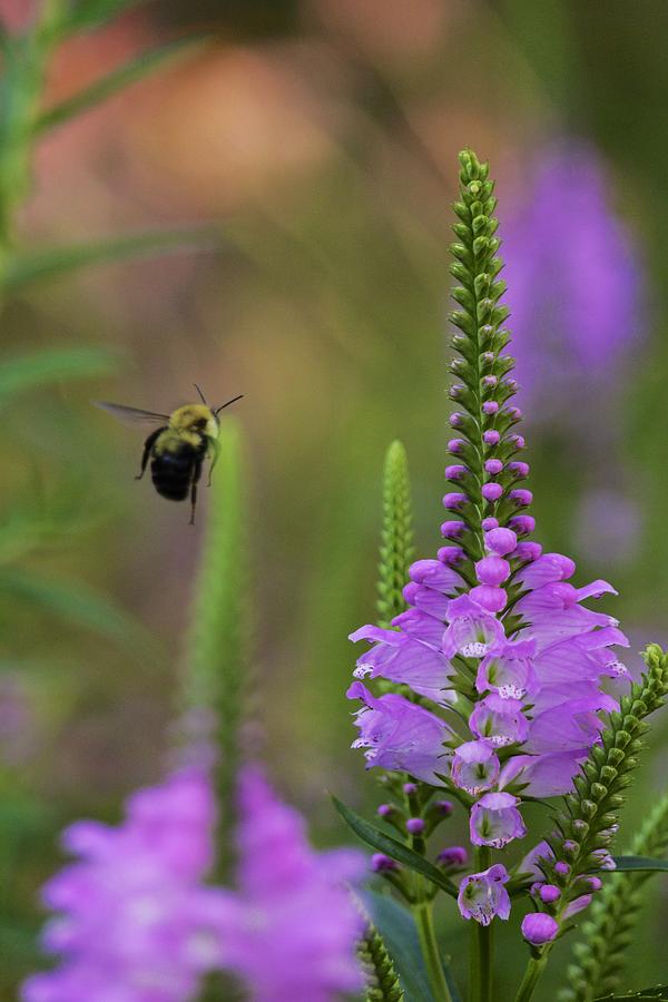 False dragonhead and bumblebee in flight Photograph by Todd Bannor