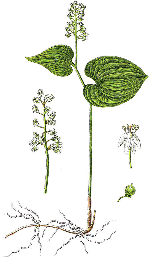 False Lily Of The Valley Or May Lily, Maianthemum Bifolium Drawing