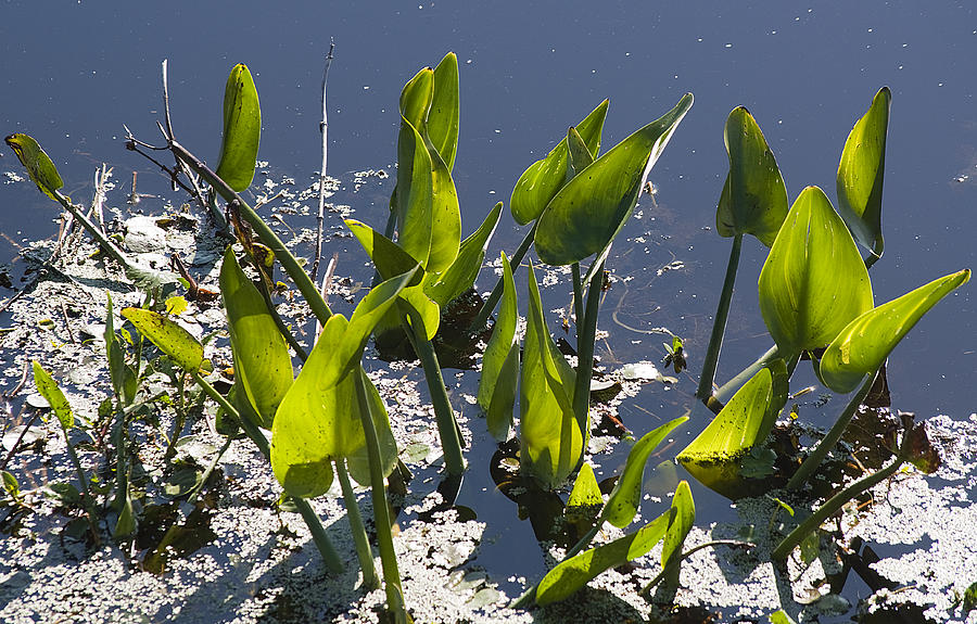 False Pickerel Weed Photograph by Kenneth Albin