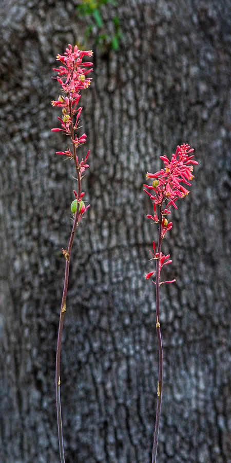 False Red Yucca Blooms Photograph by Ed Gleichman