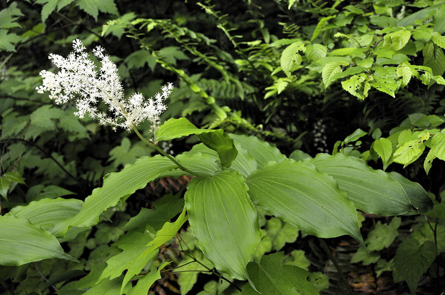 False Solomon Seal Photograph by Darwin White - Fine Art America