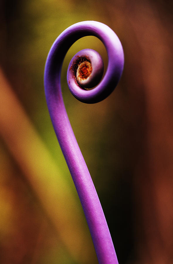 Hawaii Volcanoes National Park Photograph - False Stag Horn Fern by Carl Shaneff - Printscapes