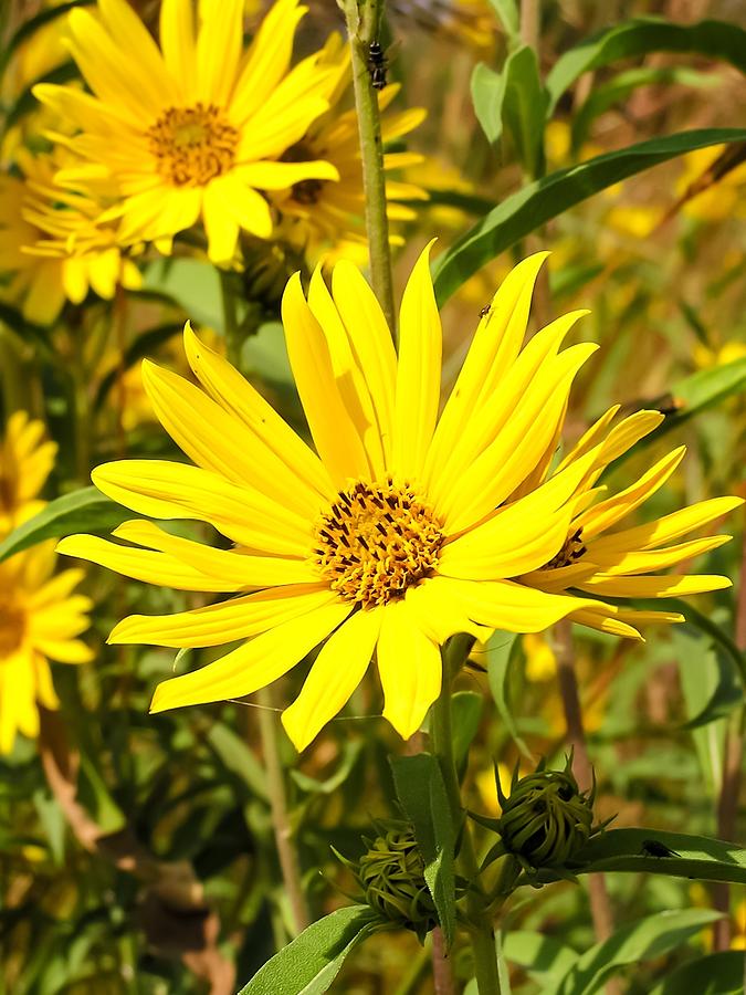 False Sunflower Photograph by Cynthia Woods - Pixels