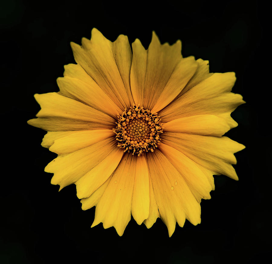 False Sunflower Photograph by Jody Partin