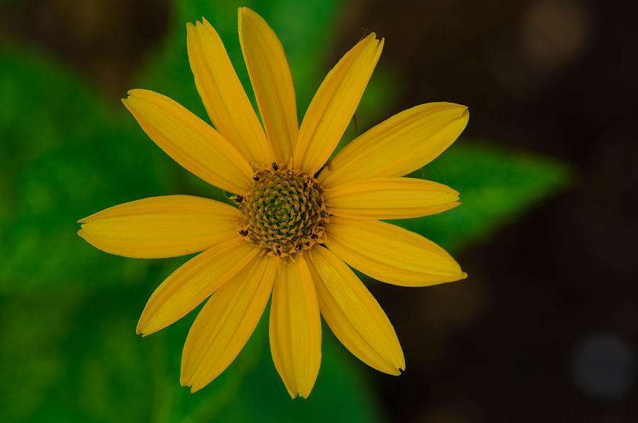 False Sunflower Photograph by Linda Howes
