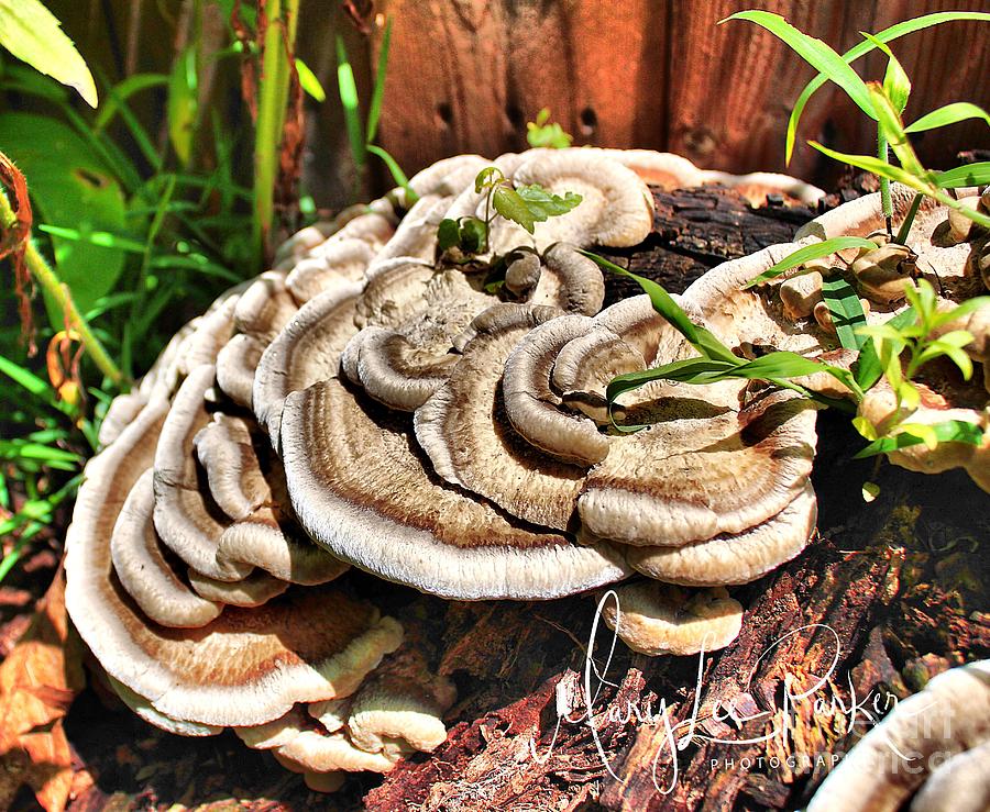 False Turkey Tail Photograph by MaryLee Parker