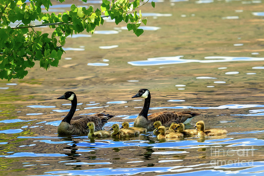 Geese Photograph - Family Affair by Robert Bales