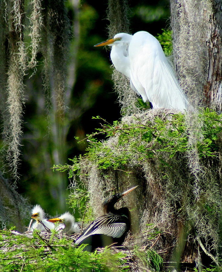 Egret Photograph - Family and Friend by Lisa Scott