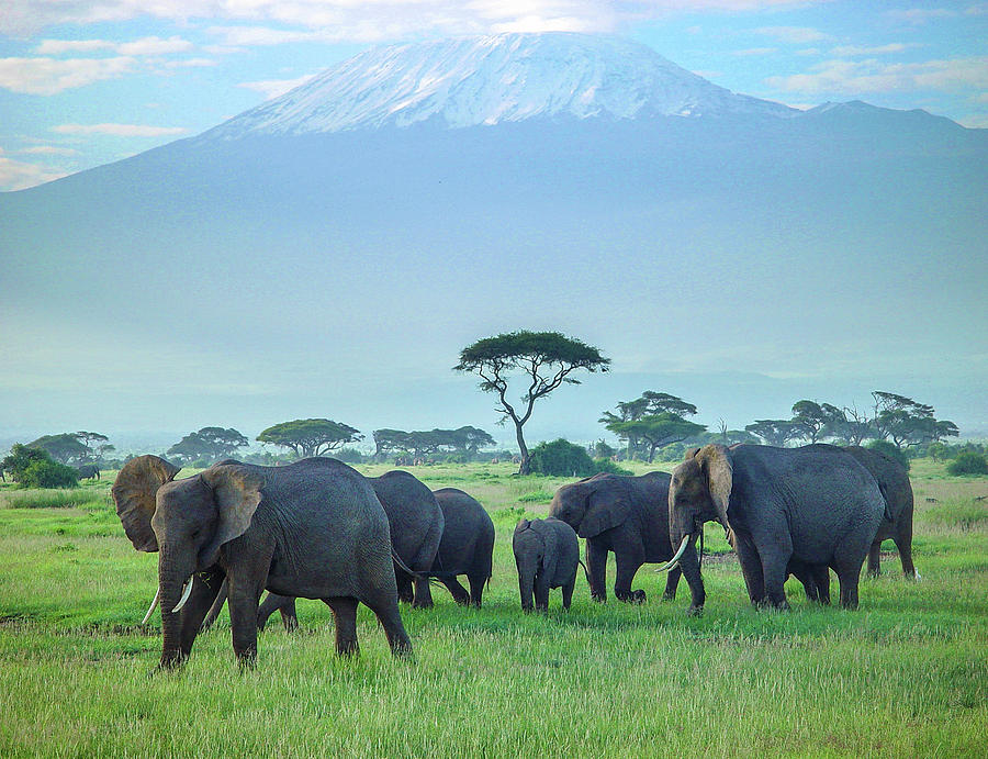 Family at Kilimanjaro Photograph by Victoria Wandaho - Fine Art America