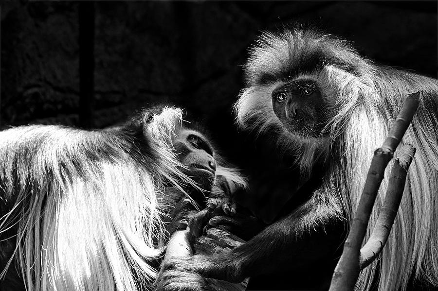 Family - Black and White Colobus Monkeys Photograph by Jason Politte