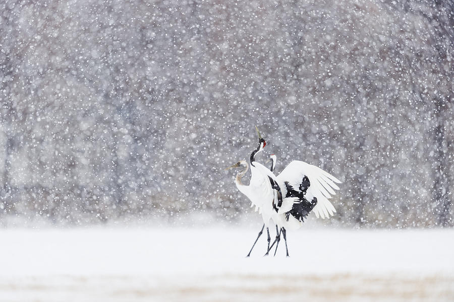 Family Dance in the Snow Photograph by Yoshiki Nakamura