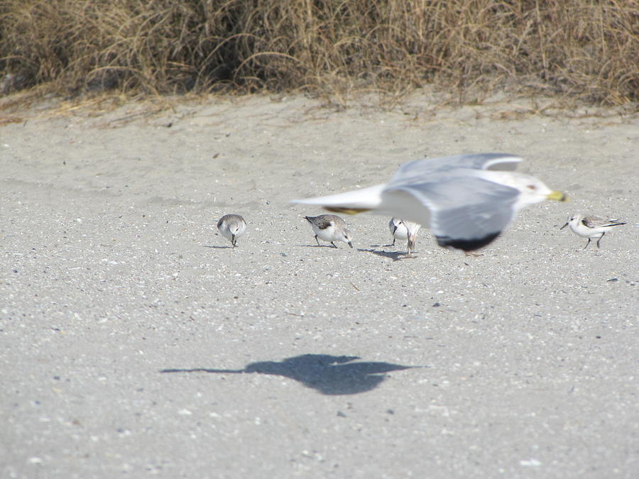 Wildlife Photograph - Family Day at the Beach by Bernadette Gengler