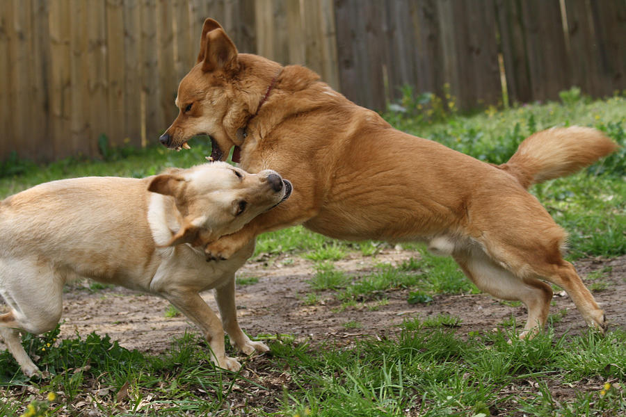 Family Feud Photograph by Chris Beveridge - Fine Art America