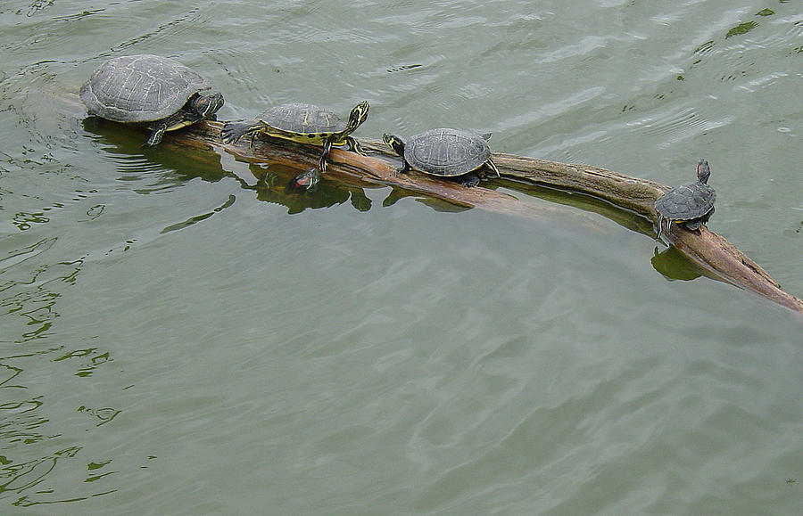 Turtle Photograph - Family Gathering by Suzanne Gaff