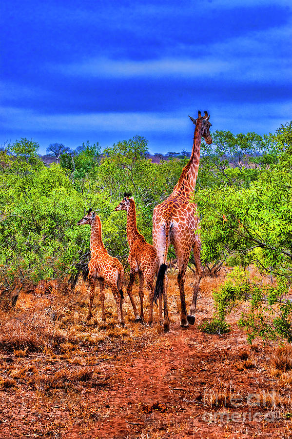 Family Giraffe Photograph by Rick Bragan