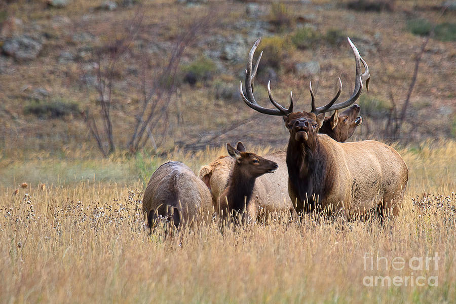 Elk Photograph - The Duet by Jim Garrison