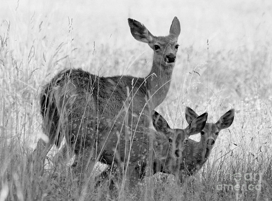 Deer Photograph - Family by Irina Hays