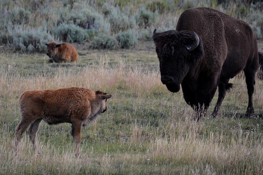 Family Matters Photograph by Sonja Bratz - Fine Art America