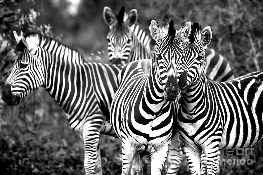 Family of a wild African zebras Photograph by Anna Om