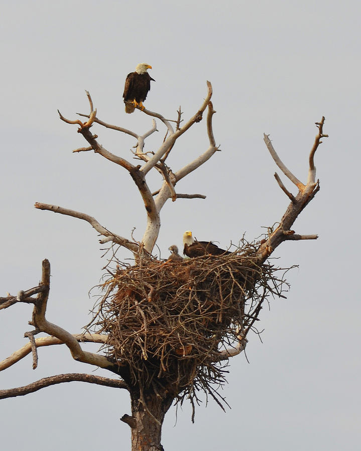Family of American Bald Eagles Photograph by Carla Parris