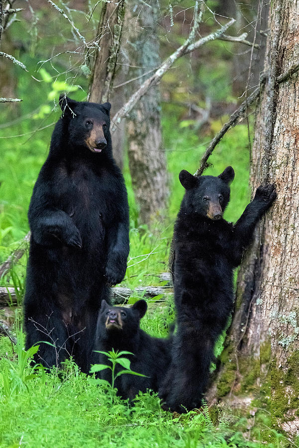 Family of black bears Photograph by Dan Friend