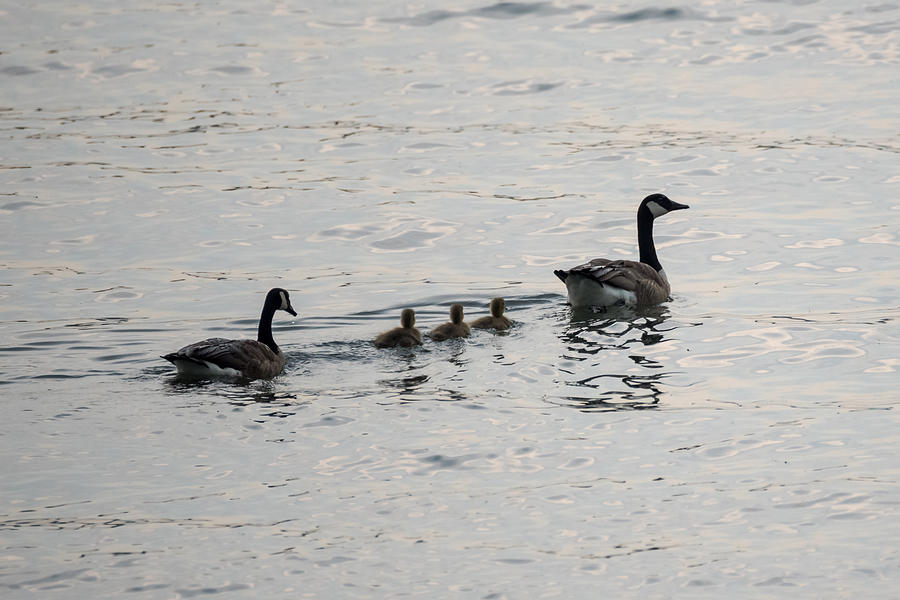 Family of Canada Geese on the Ohio River Photograph by Holden The Moment