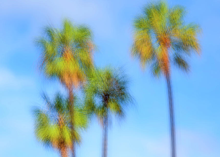 Family Of California Palms Photograph by Joseph S Giacalone