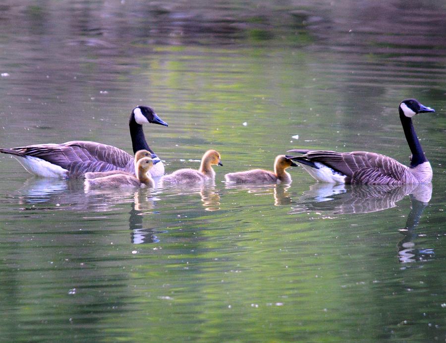 Family of Geese Photograph by Kim Blaylock - Fine Art America